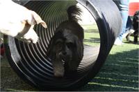 daycare pic 138 - pookie tunnel